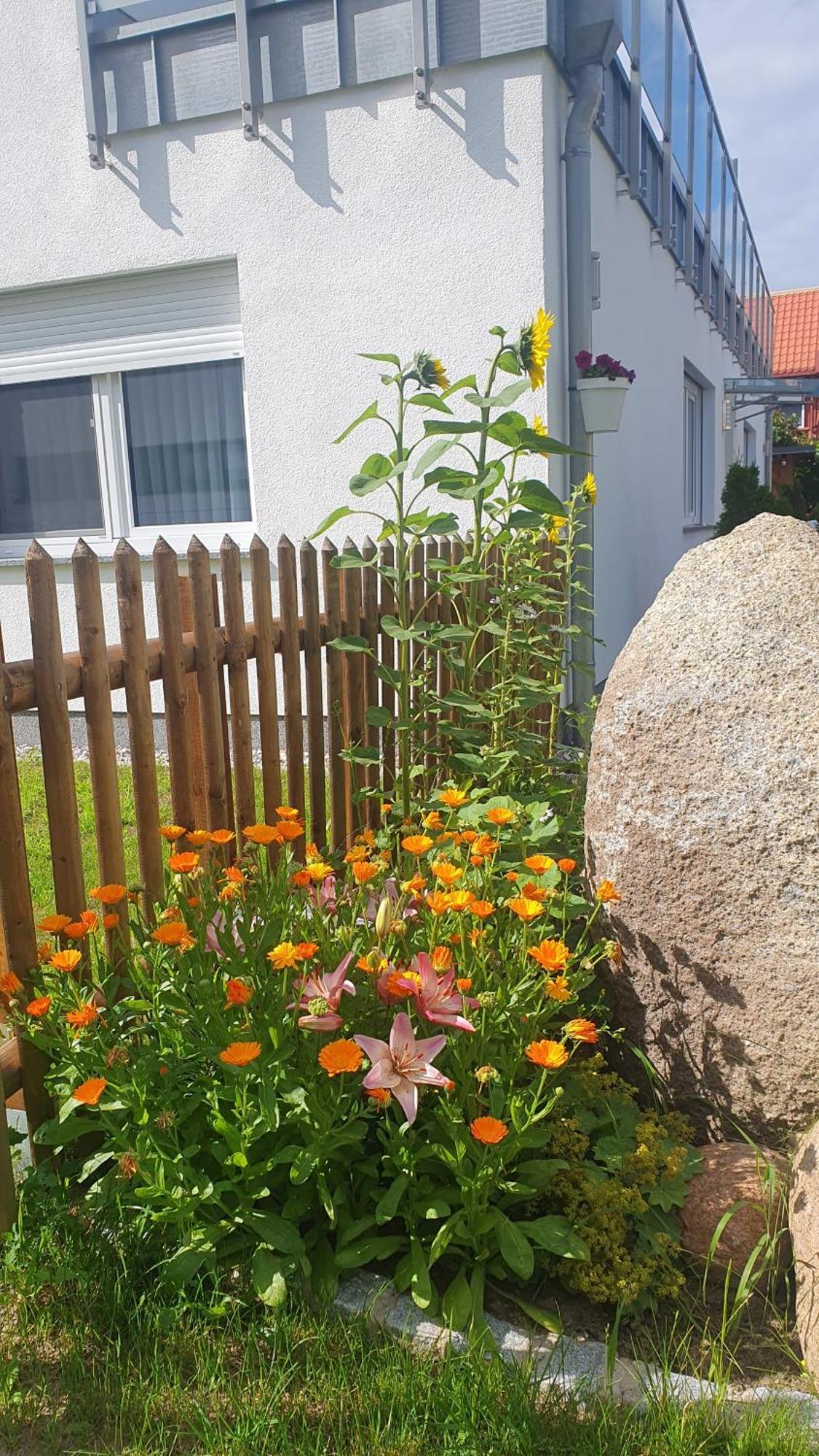 Ferienwohnungen "Godewind", Appartements Mit Balkon Oder Terrasse Zinnowitz Eksteriør billede