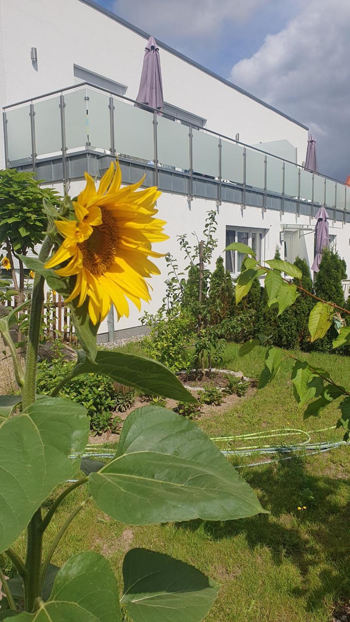 Ferienwohnungen "Godewind", Appartements Mit Balkon Oder Terrasse Zinnowitz Eksteriør billede